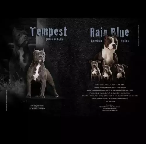 NOSSOS AMERICANS BULLYS