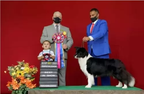  BORDER COLLIE