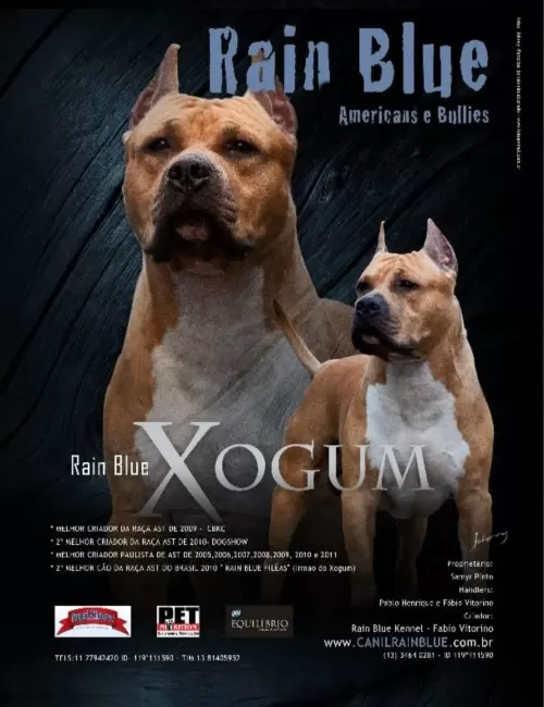 AMERICAN STAFFORDSHIRE TERRIER
