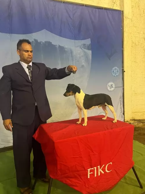 TERRIER BRASILEIRO