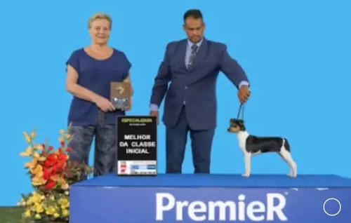 TERRIER BRASILEIRO