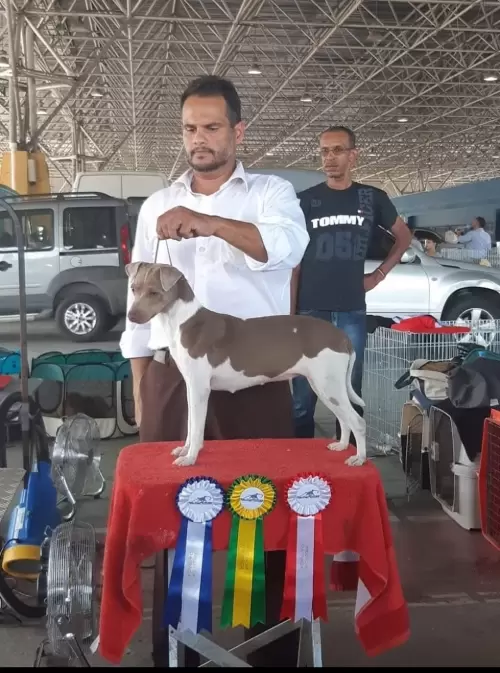 TERRIER BRASILEIRO